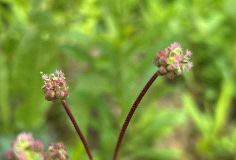 Kleiner Wiesenknopf
