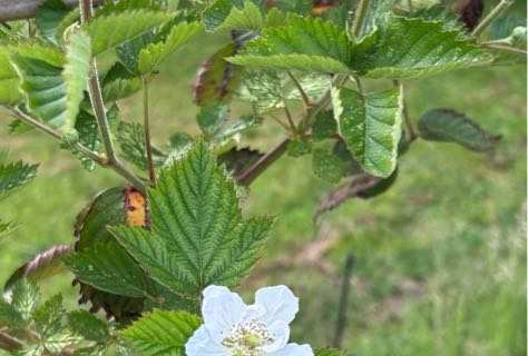 Brombeere