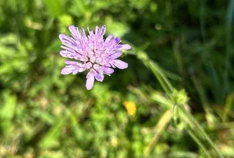 Wiesen-Witwenblume (Artengruppe)
