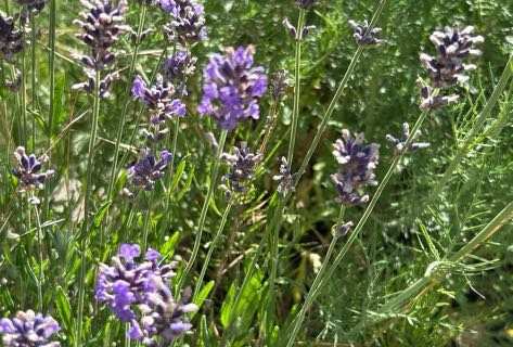 Echter Lavendel