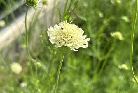 Gelbe Skabiose