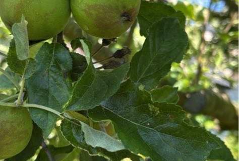Apfel